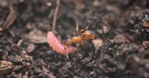 Baby butterflies use rhythm to fool ants into taking care of them