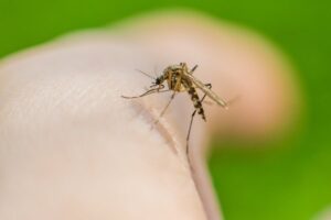 Mosquitoes may have evolved a taste for human blood thanks to Homo erectus