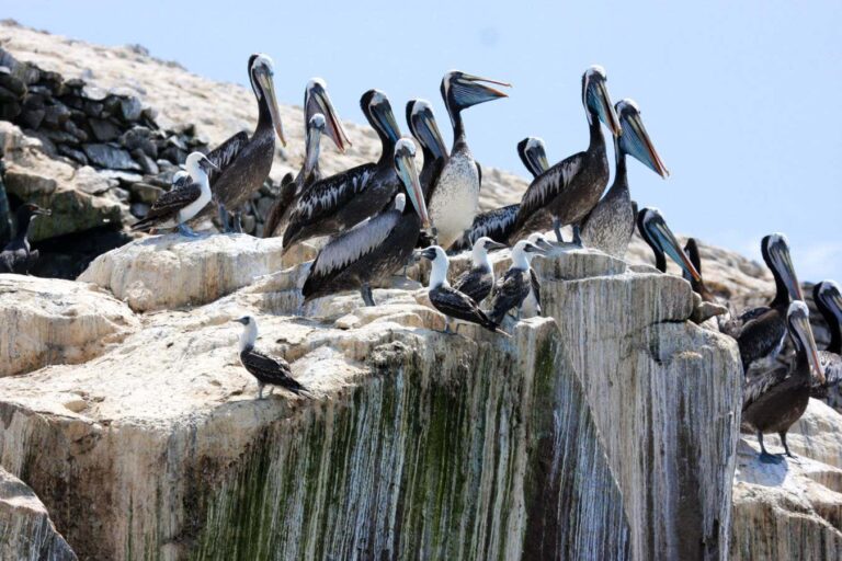 Ancient Peruvian civilisation grew mighty by harvesting guano