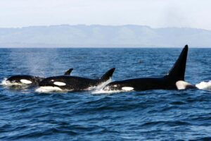 Cannibalism may explain why some orcas stay in family groups