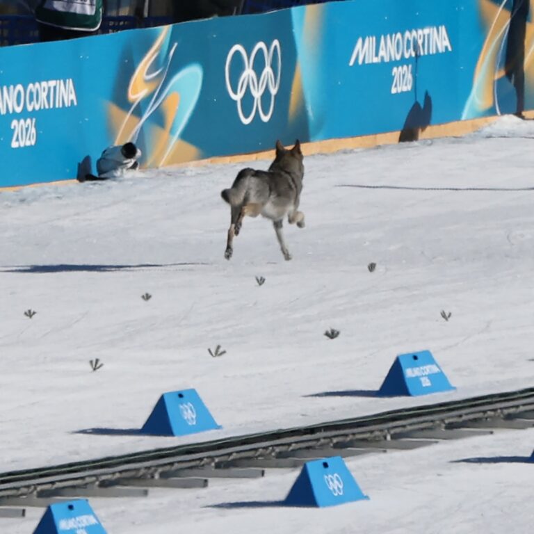 Dog Crashes Cross-Country Ski Race