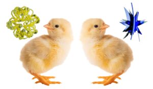 Baby chicks pass the ‘bouba-kiki’ test, challenging a theory of language evolution