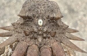 600-Million-Year-Old Cyclops-Like Creature Gave Rise To Our Modern Eyes