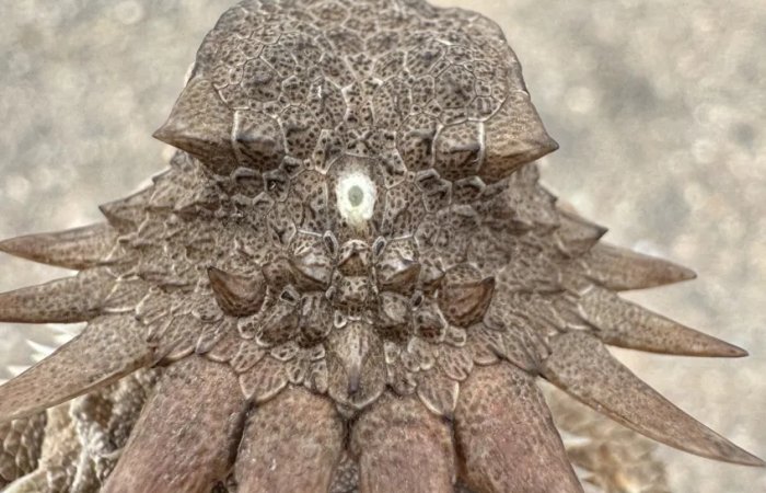 600-Million-Year-Old Cyclops-Like Creature Gave Rise To Our Modern Eyes