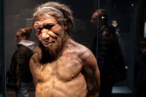Male Neandertals and anatomically modern female humans likely interbred more often than the other way around