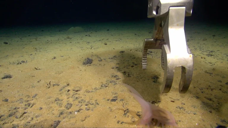 Hundreds of new species found in a hidden world beneath the Pacific