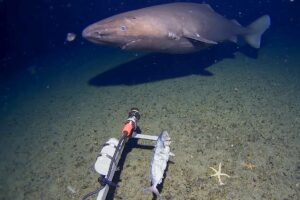 Elusive sleeper shark seen off Antarctica in a first