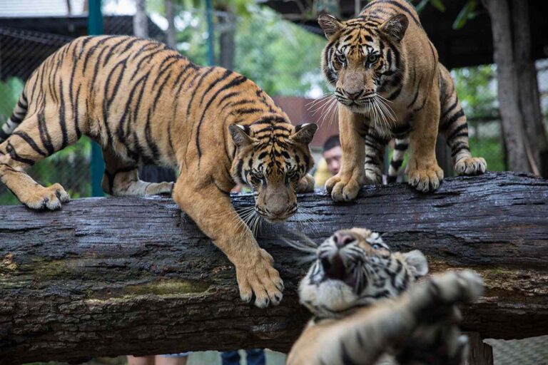 72 Tigers Dead After Lethal Virus Outbreak at Tourist Parks Across Thailand