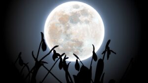 February’s full Snow Moon glows behind snowdrops in ethereal winter photo