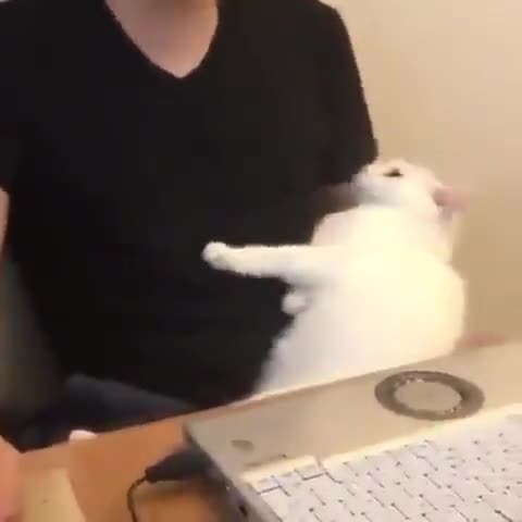 obsequious fearless export