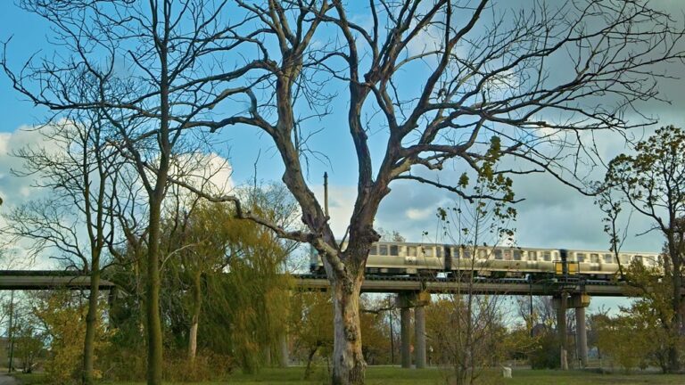 How data could help protect city trees in the Chicago area » Yale Climate Connections