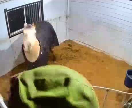 jazzy ashamed slimmer