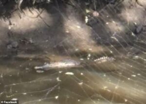 Frightening moment crocodile is spotted in pond behind a suburban Bunnings more than 1,000km away from habitat