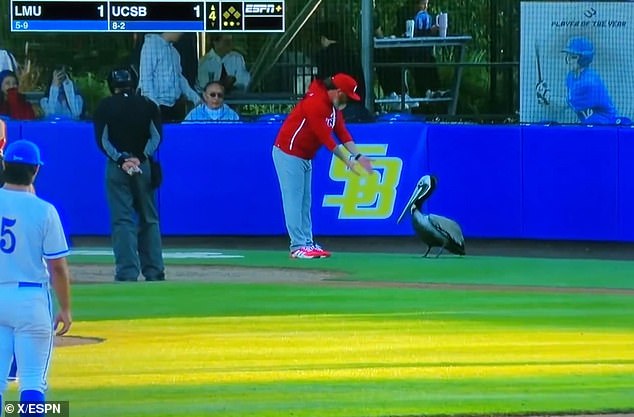 Shocking moment baseball fans race to free trapped animal that sparked chaos in college game in California