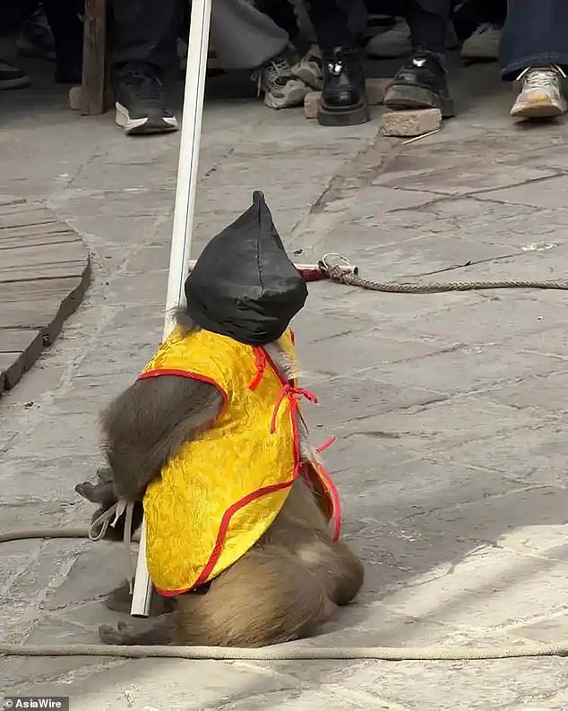 Fury over Chinese ‘monkey execution’ show where blindfolded primate is forced to kneel with arms tied ahead of mock shooting – to the delight of crowds at amusement park