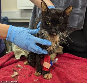 Woman who trapped and crushed 23 cats in wheelie bin before leaving some to suffocate to death avoids prison