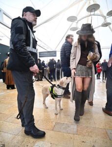 Is Cheltenham Festival just ‘Magaluf in the mud’? A vicious punch-up in the ladies’ loo, cocaine dealers making £30,000 a day… and pop-up brothels with a courtesy bus from the racecourse