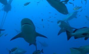 Sharks have best mates and go swimming together, research finds