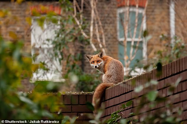How those flesh-chilling fox screeches keeping you awake at night aren’t what you think – and which tricks to banish them really work