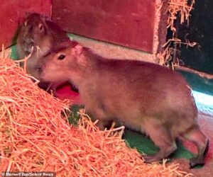World’s largest rodent on the loose in Hampshire! Capybara named Samba is running wild after escaping zoo