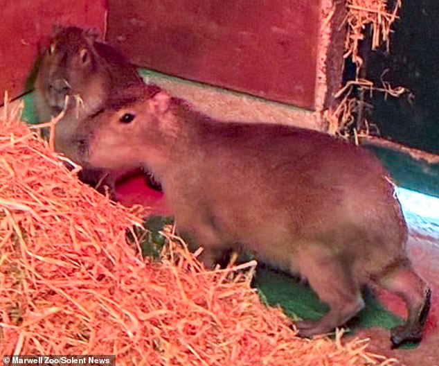 World’s largest rodent on the loose in Hampshire! Capybara named Samba is running wild after escaping zoo
