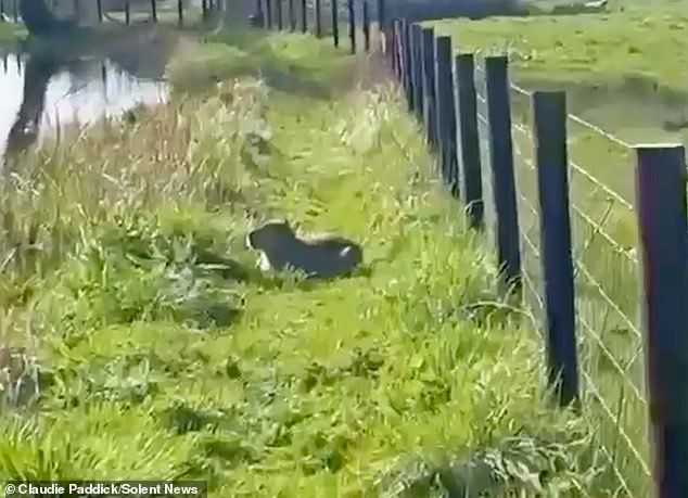 Check your ponds for missing capybara, zoo says: Sniffer dogs brought in to hunt for Samba