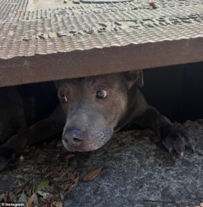 Adorable pet dog rescued from unusual predicament after a passerby heard barking coming from underground