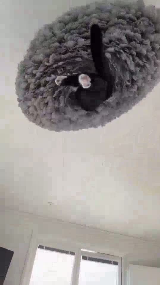 traditional fancier cheerful