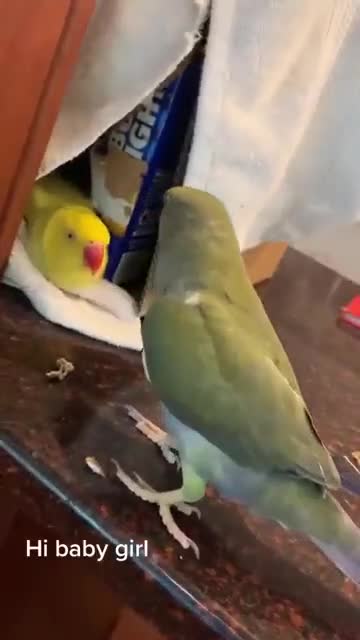 bird flirting