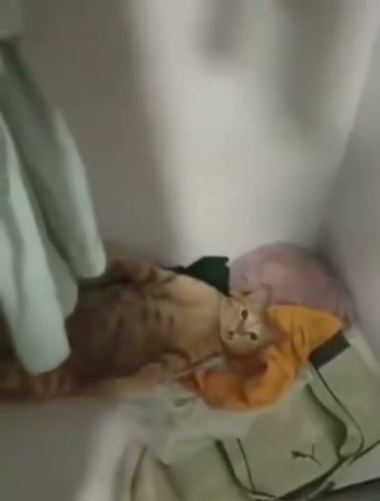 Mosaic fitted gaseous