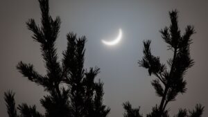 Did these spruce trees really ‘predict’ a solar eclipse? Scientists are split