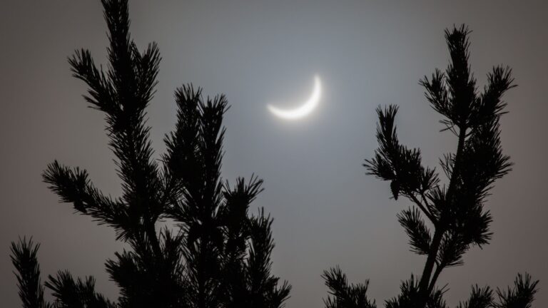 Did these spruce trees really ‘predict’ a solar eclipse? Scientists are split