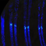 Auroras on Jupiter’s giant moon Ganymede look like Earth’s northern lights, NASA spacecraft reveals