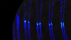 Auroras on Jupiter’s giant moon Ganymede look like Earth’s northern lights, NASA spacecraft reveals