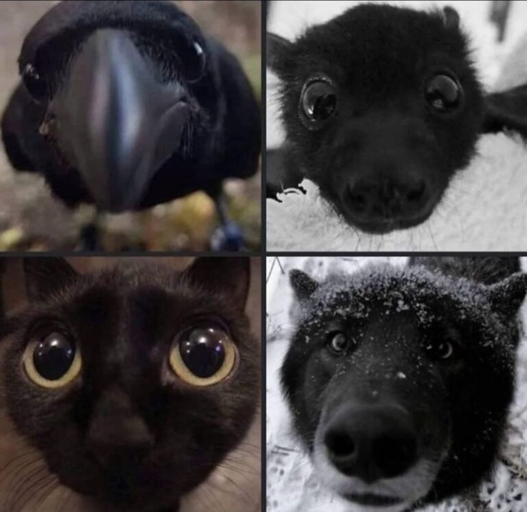 metallic dissident dazzled