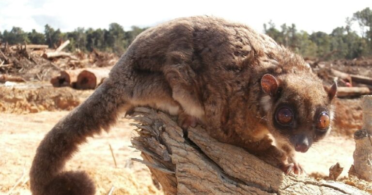 2 ‘Extinct’ Tiny Creatures Found Alive After 7,000 Years