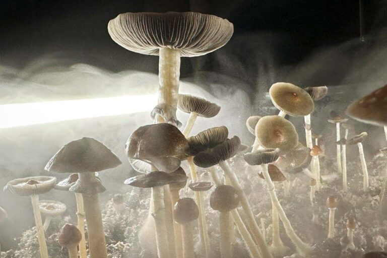 Just one dose of psilocybin relieves symptoms of OCD for months