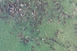 Orcas may be to blame for some mass dolphin strandings