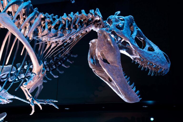 The shocking fossils that show T. rex wasn’t the king of the dinosaurs