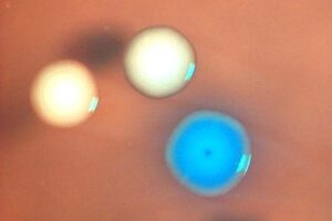 ‘Zombie’ cells created by transplanting genomes into dead bacteria