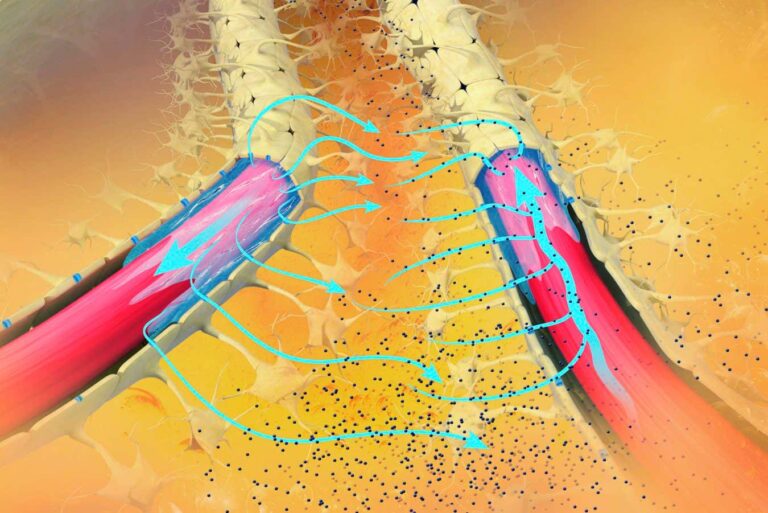 The brain’s cleaning system can be boosted to rid Alzheimer’s proteins