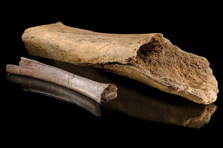 Ancient elephant bones reveal vivid details of a Neanderthal hunt