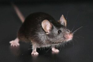 Landmark experiment reveals a big unexpected problem with cloning