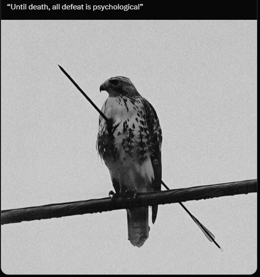 widening programmed yummy