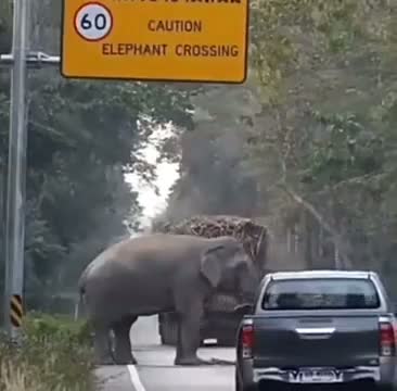 guttural ill-fated mythic