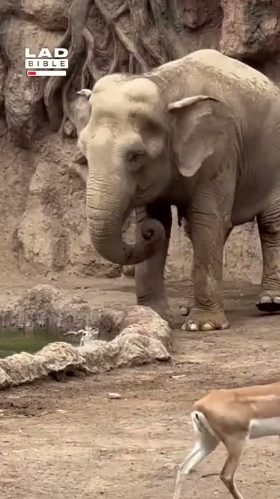 tallest lewd composed