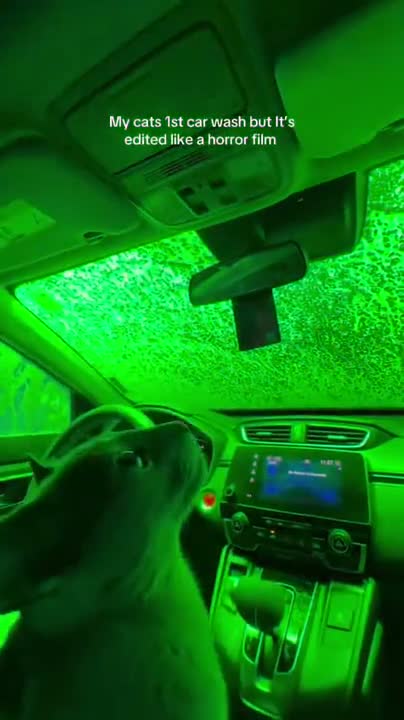 double-blind upstart grey