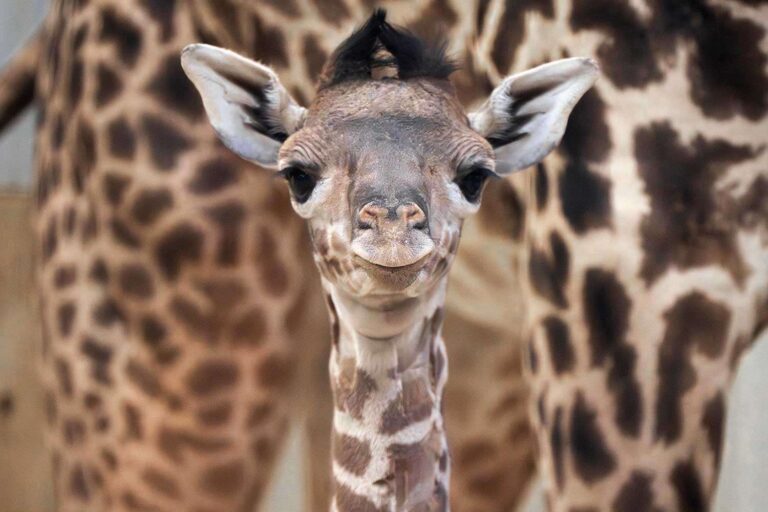 Endangered Baby Giraffe Born at Ohio Zoo: 'We Look Forward to You Meeting This Little One Soon'