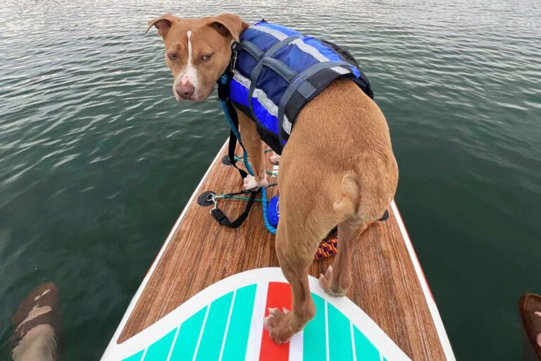 Animal Shelter Takes Dog on His First Paddleboarding Adventure as He Waits to Be Adopted: ‘Out of His Comfort Zone’