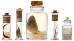 Scientists just looked inside Darwin’s 200-year-old specimen jars without opening them